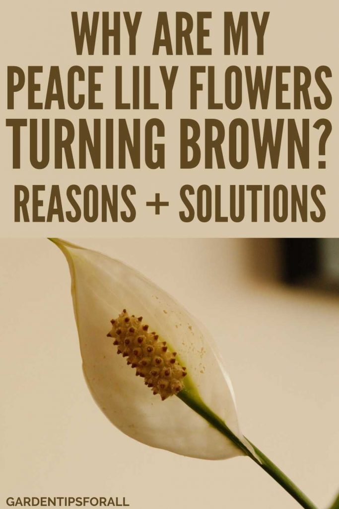 Browning peace lily flower with text that says, "Why are my peace lily flowers turning brown".