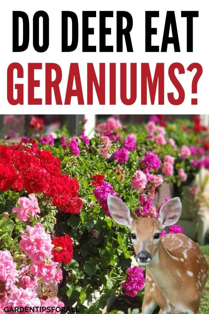 Deer and geraniums - Pin image for "Will deer eat geraniums".