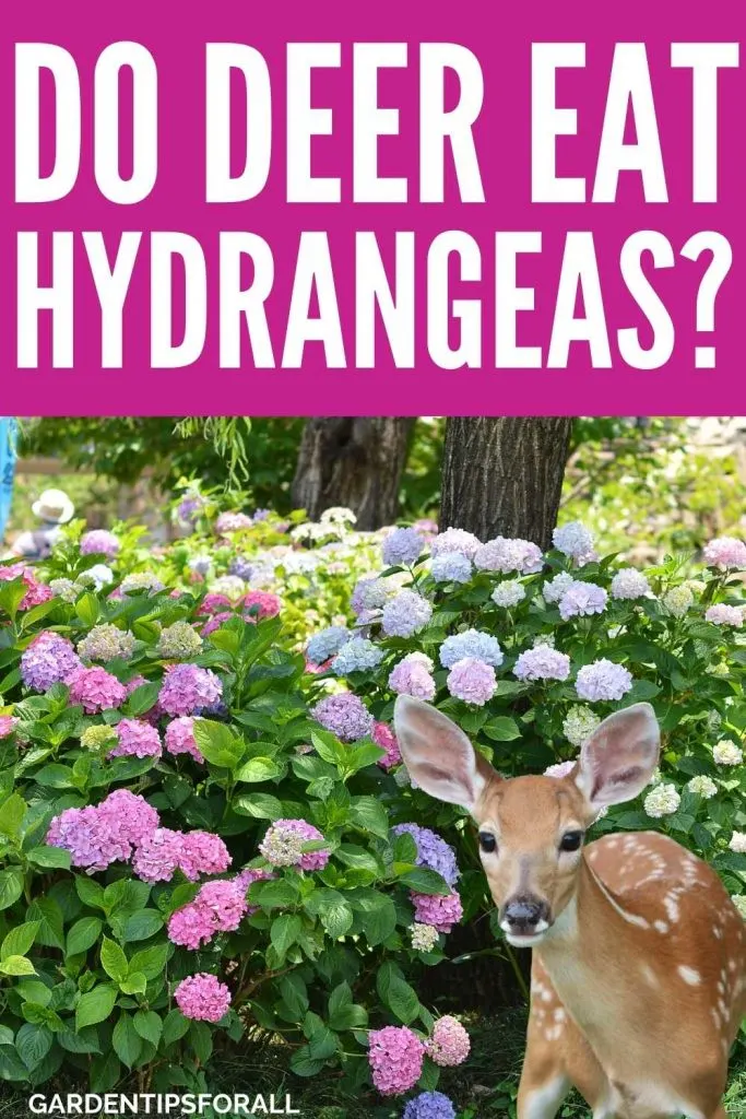 Hydrangea plants and a deer - Pin image for "Will deer eat hydrangeas".