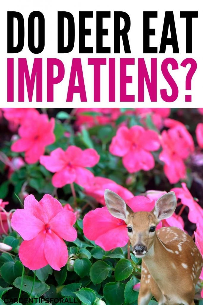 A deer near impatiens - Pin image for "Will deer eat impatiens".