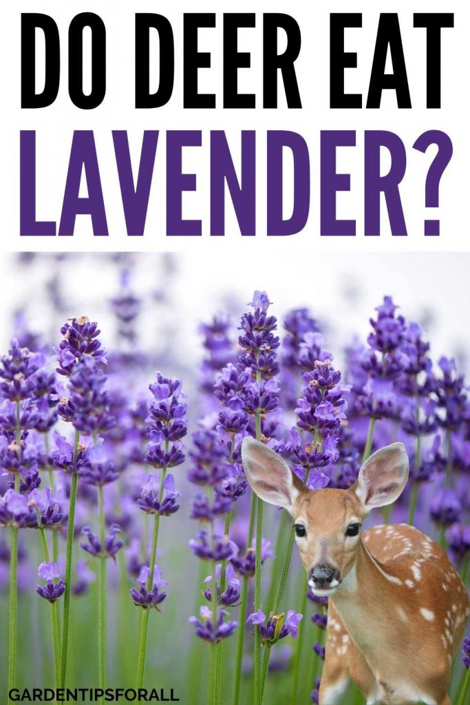 Deer in a lavender garden - Pin image for "Will deer eat lavender".