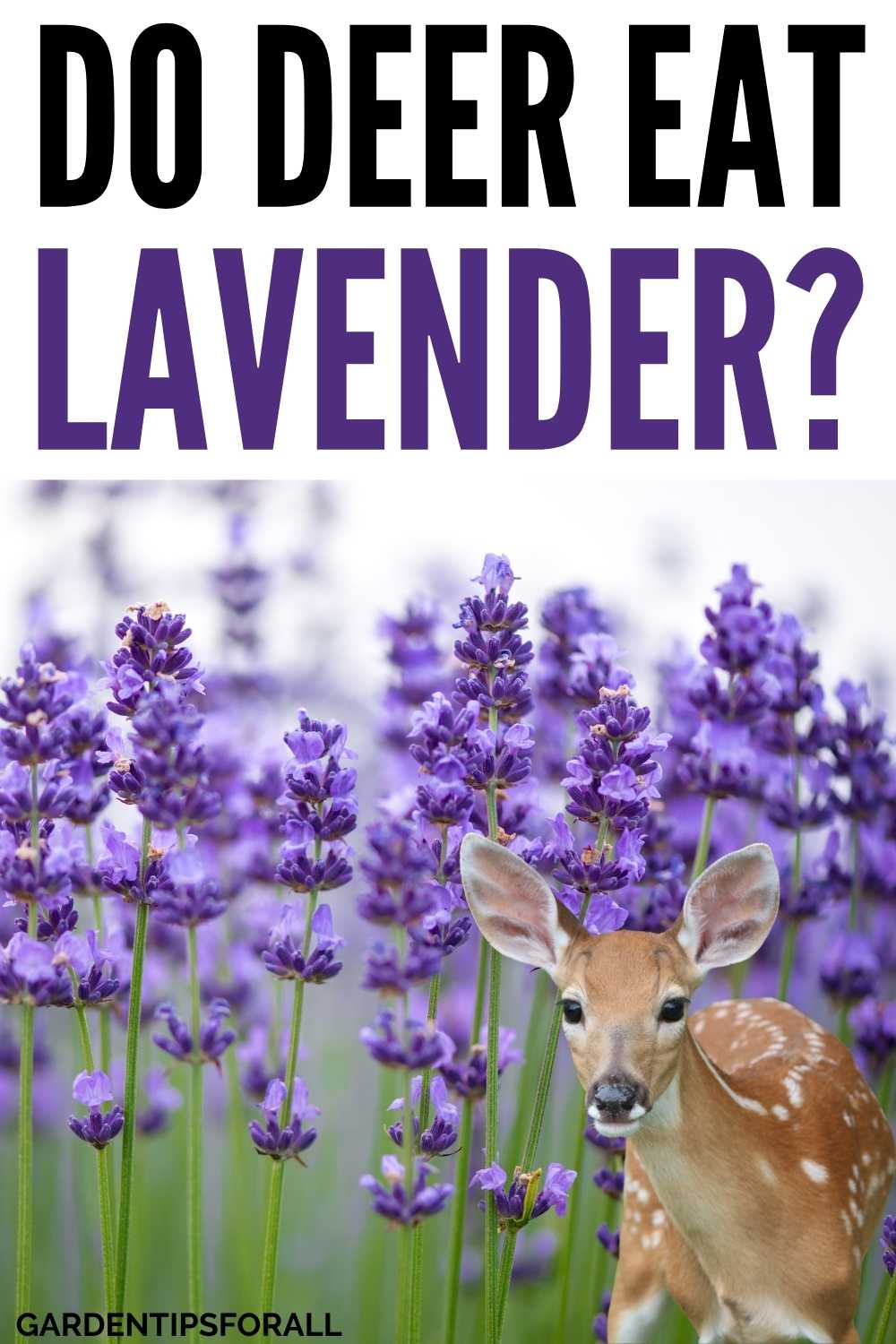 Do Deer Eat Lavender Plants?