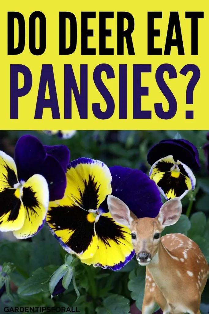 Pansy flower garden and deer - Pin image for "Will deer eat pansies".