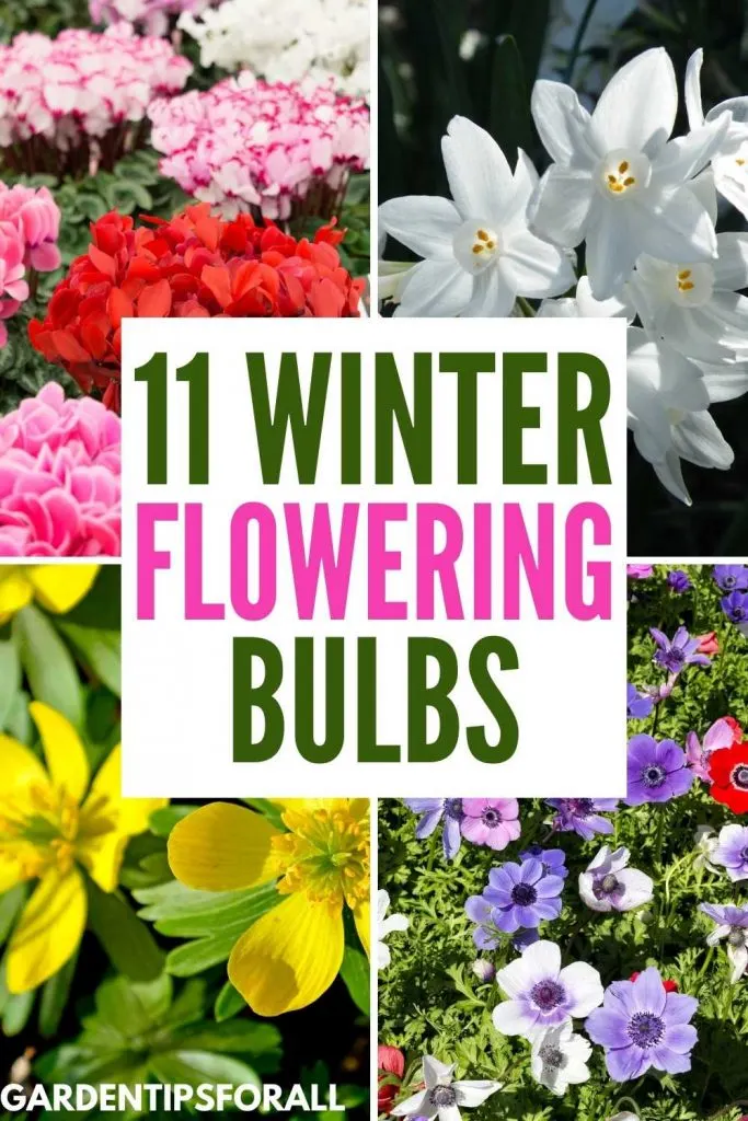 Winter blooming bulbs