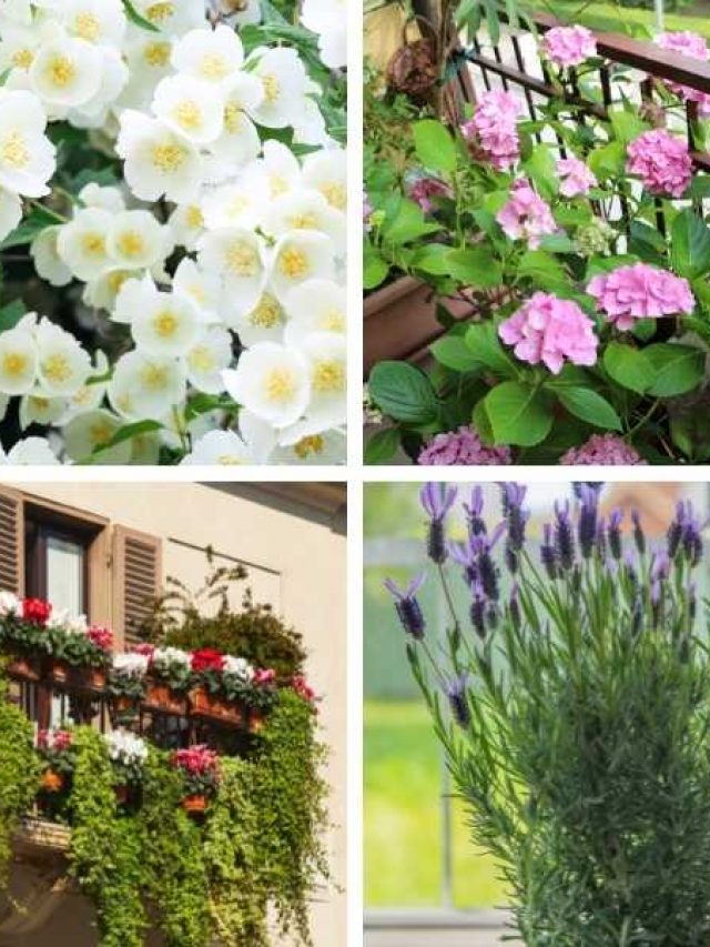 9 Best Balcony Privacy Plants
