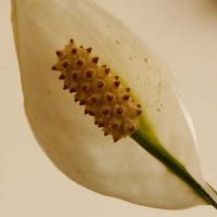 Peace lily flower turning brown