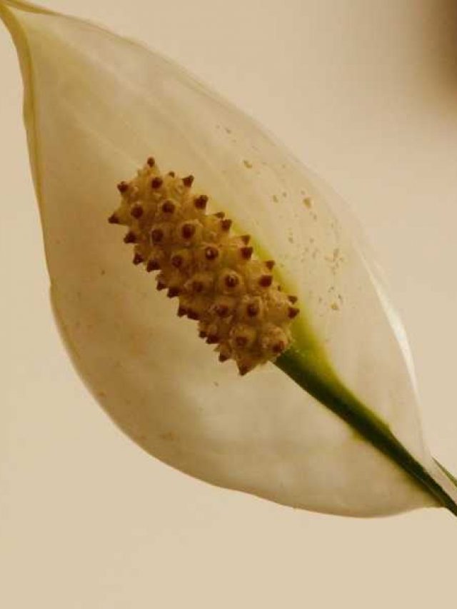 Why Your Peace Lily Flower is Turning Brown