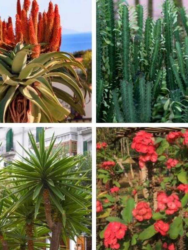 10 Amazing Succulents that Grow Tall