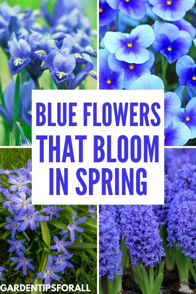 Blue flowers that bloom in spring.