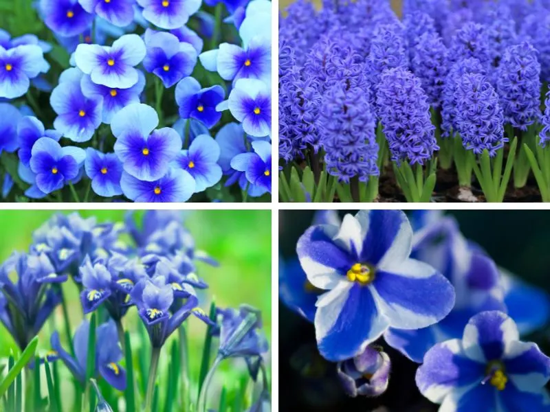Blue spring flowers.