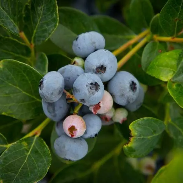 Blueberries