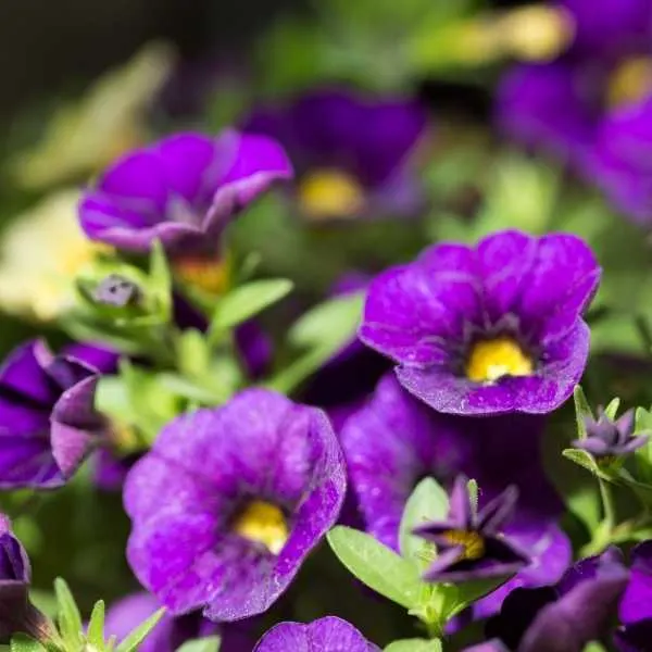 Purple Calibrachoa