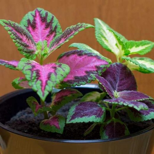 10 Unique Plants with Green and Purple Leaves