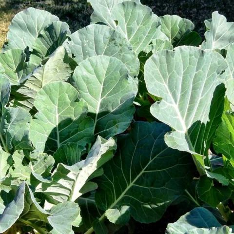 BEST VEGETABLES TO GROW IN SOUTHERN CA visual data 3