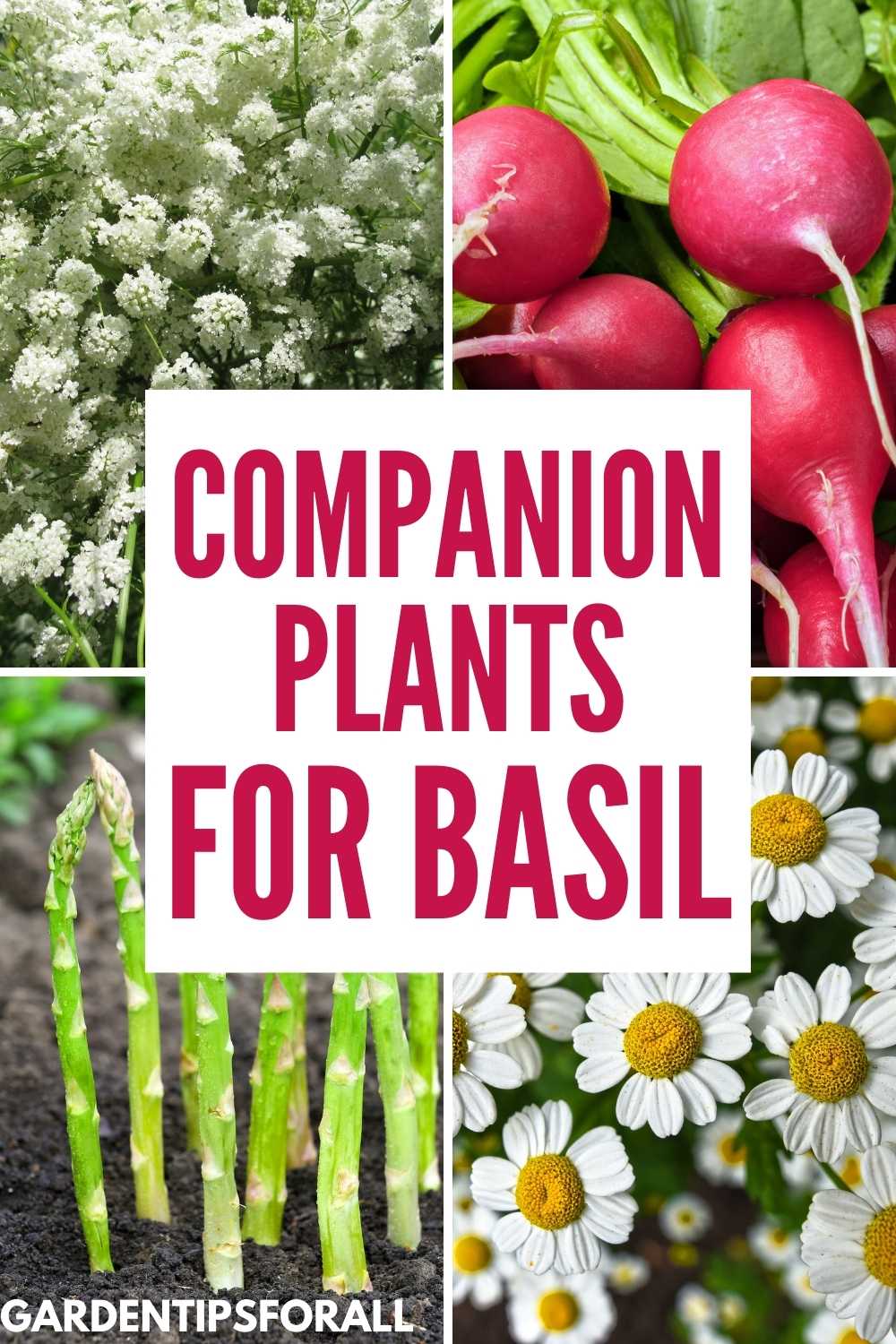 What to Plant with Basil Companion Plants