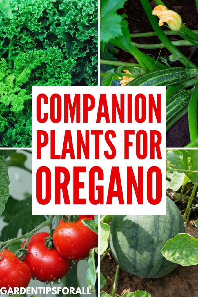 Companion plants for oregano