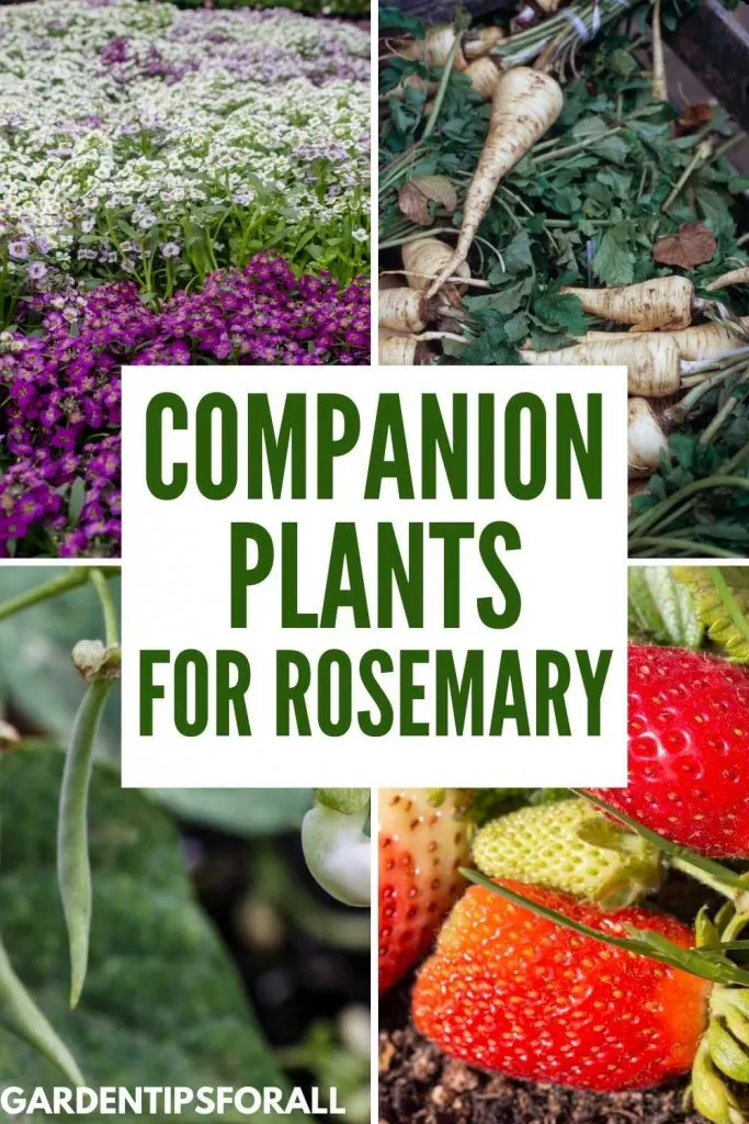 Companion plants for rosemary