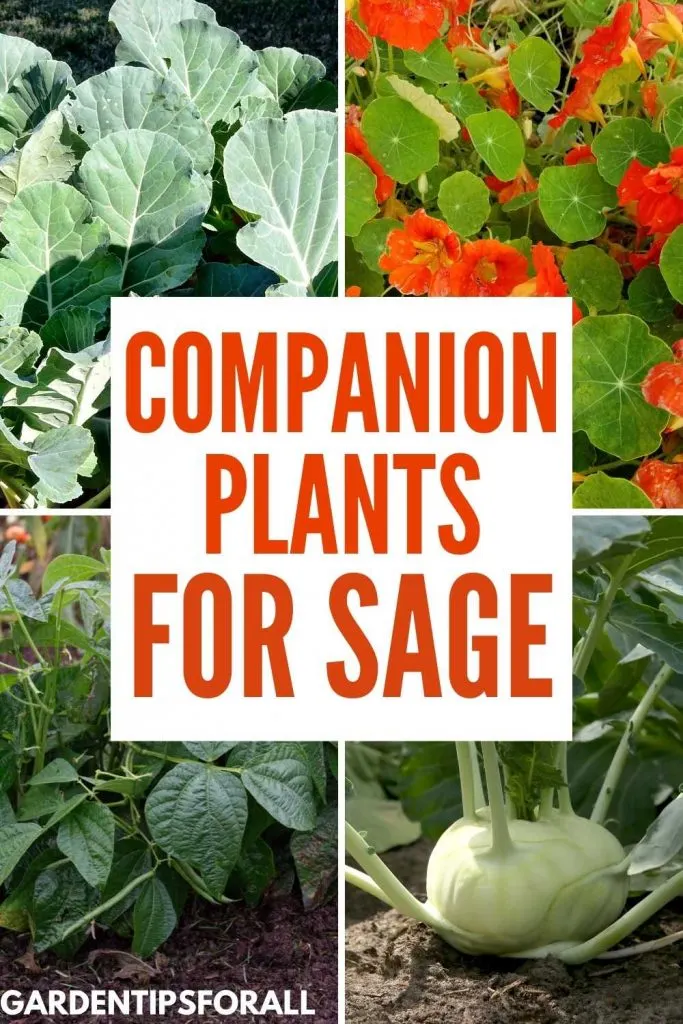 Companion plants for sage