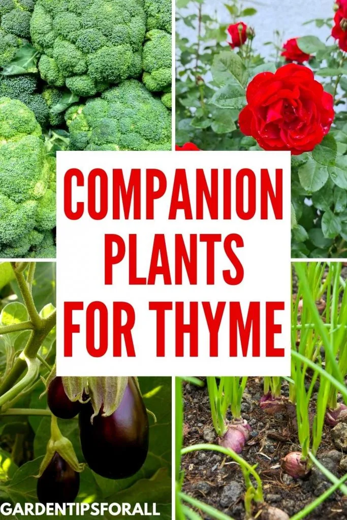 Companion plants for thyme