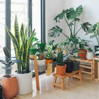 Different types of houseplants - Featured image for 