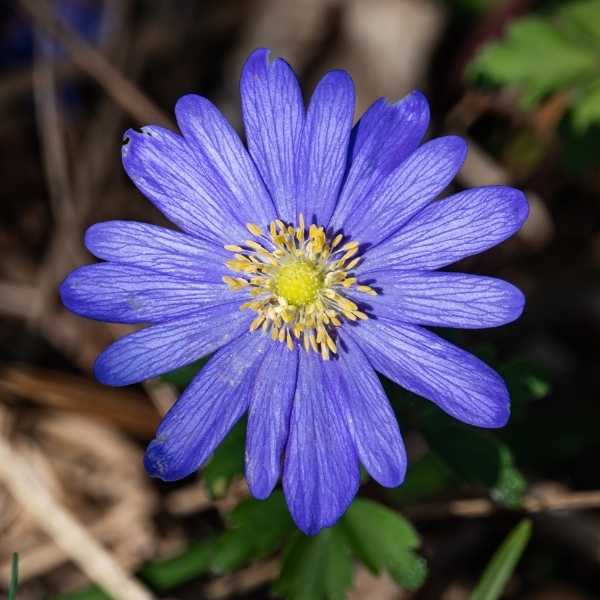 Blue Grecian Windflower