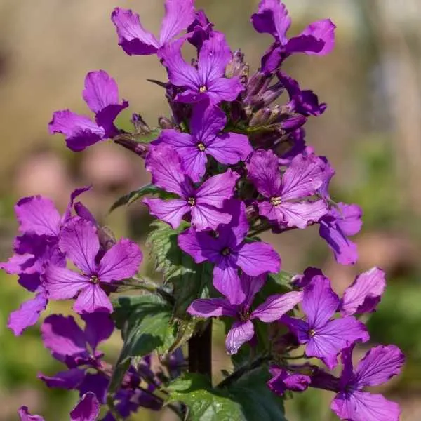 Honesty (Lunaria)