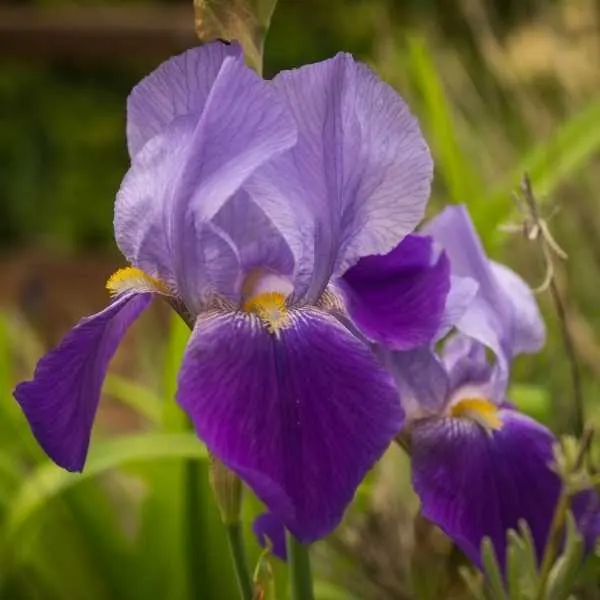 Purple Iris Flowers.