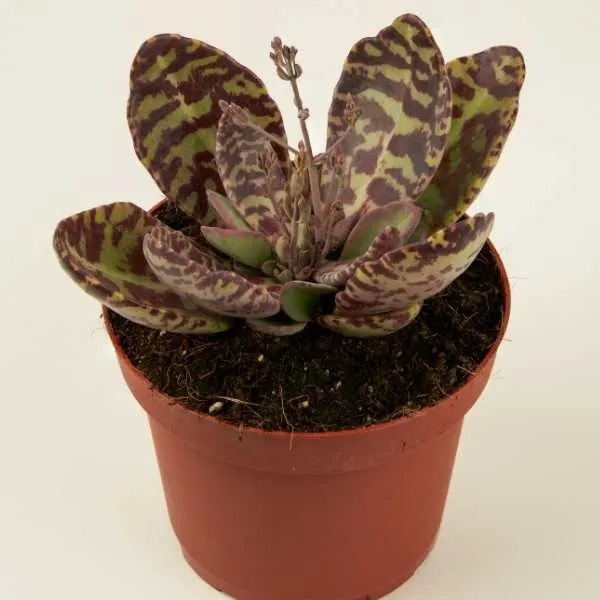 Kalanchoe Humilis