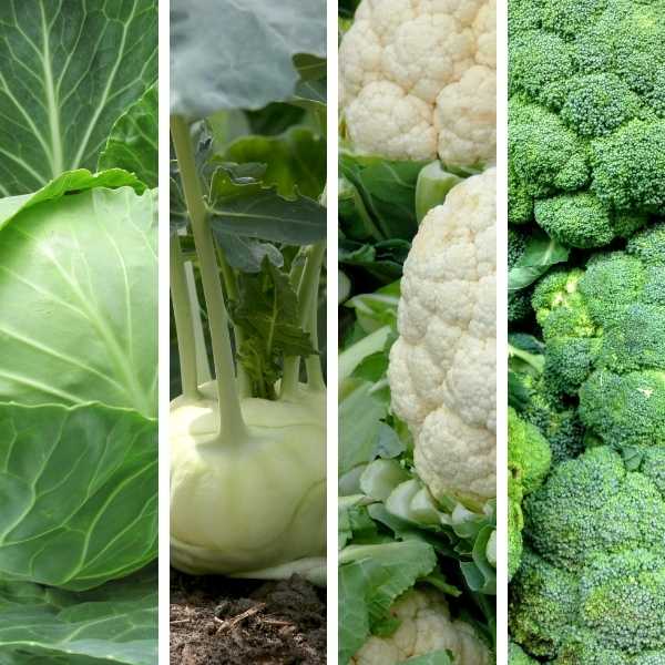 Cabbage, Kohlrabi, cauliflower, broccoli (Members of the Cabbage Family).