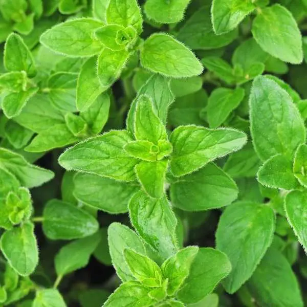 Oregano