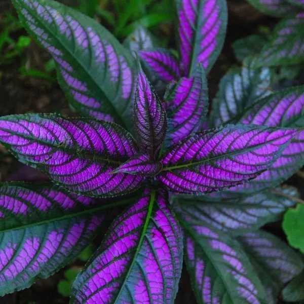 Persian Shield