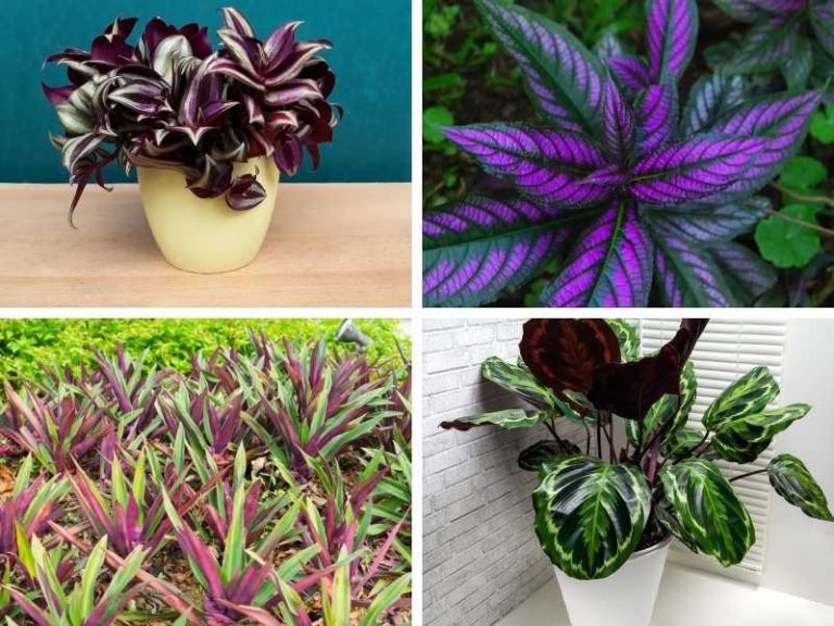 10 Unique Plants with Green and Purple Leaves