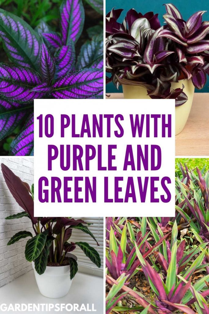 Plants with purple and green leaves.