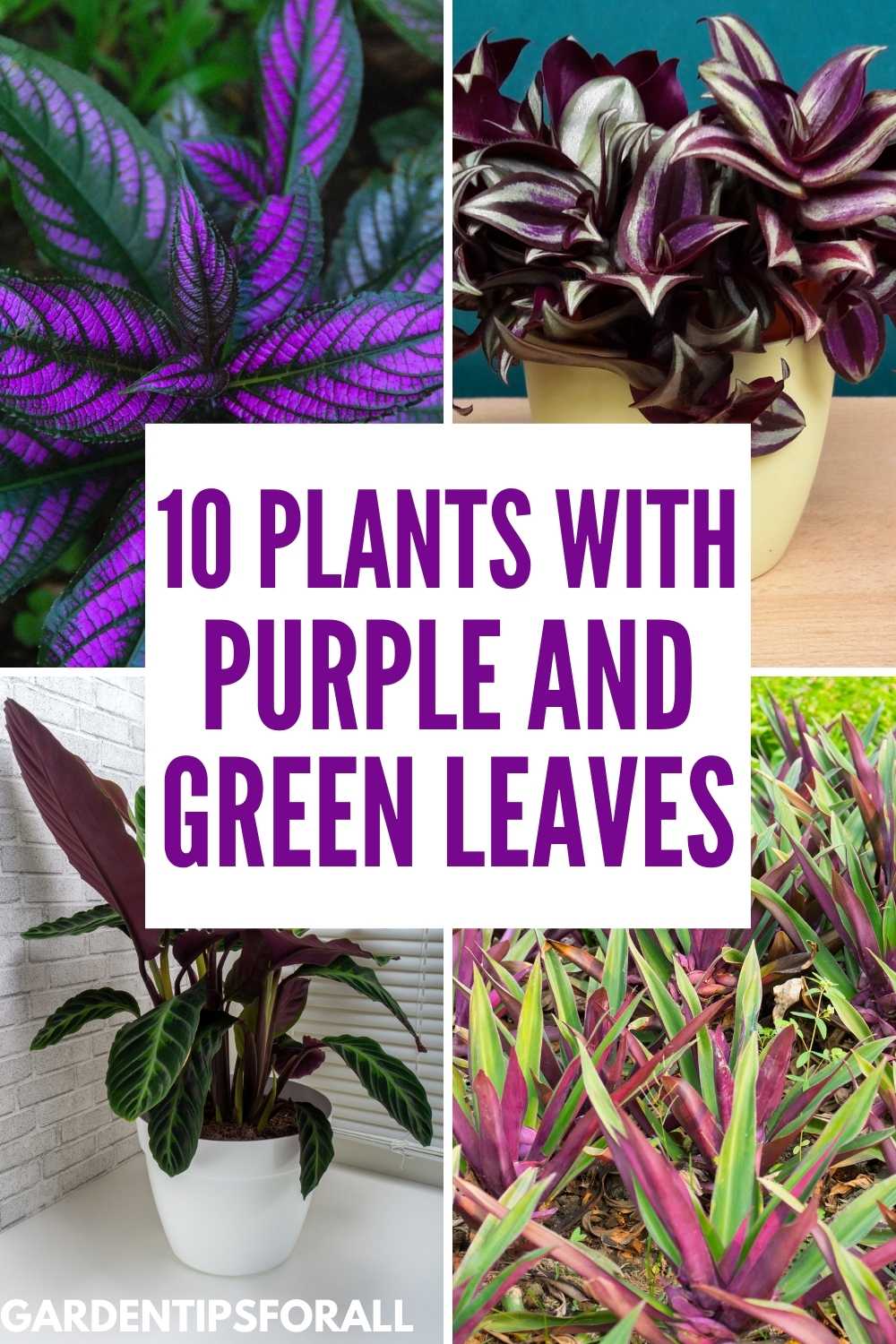 10 Plants with Green and Purple Leaves