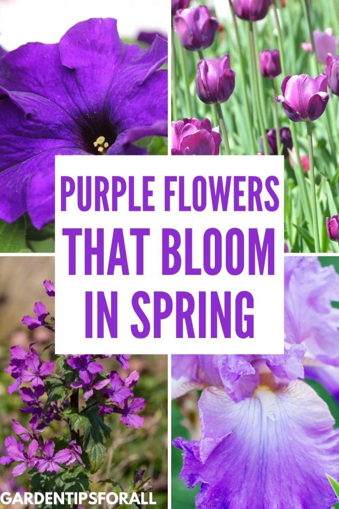 Purple flowers that bloom in spring.