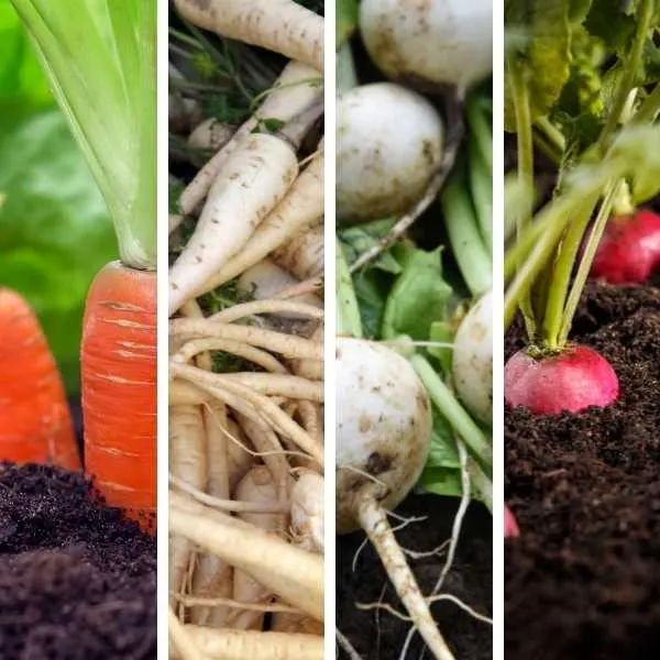 Carrots, parsnips, turnips and radishes (root vegetables)