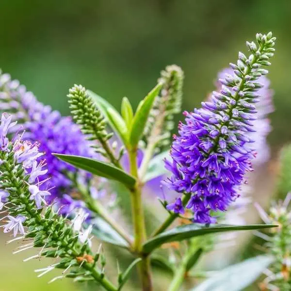 Purple Speedwell (Veronica)