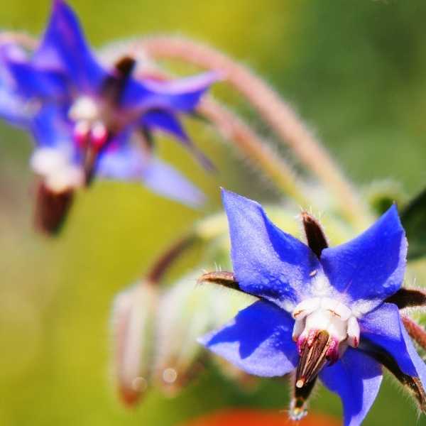 Blue Starflower