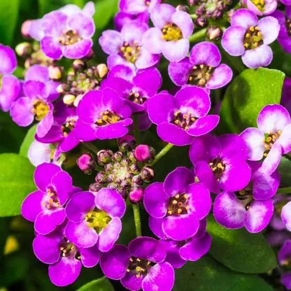 Sweet Alyssum Purple