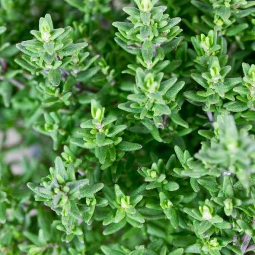 What to Plant with Rosemary Companion Plants