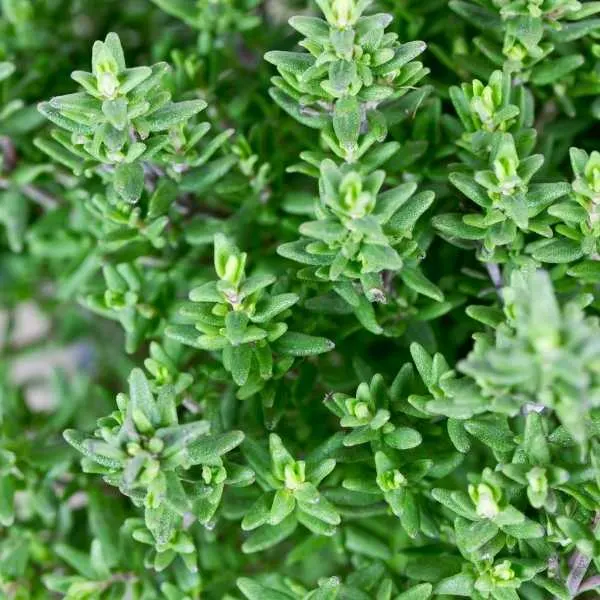 Thyme