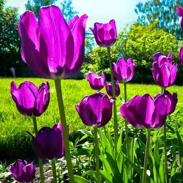 Purple Tulips