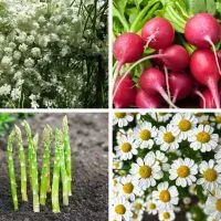 Anise, radishes, asparagus and chamomil - Featured image for 