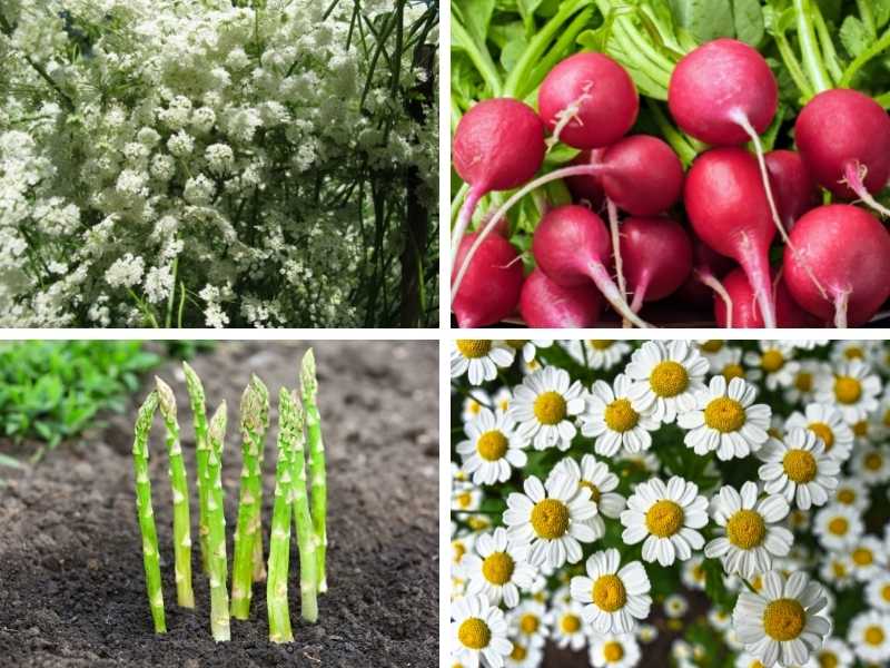 Anise, radishes, asparagus and chamomil - Featured image for "What to plant with basil".