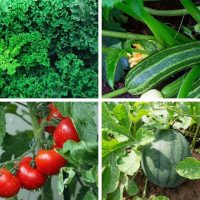 Kale, zucchini, tomatoes and watermelon - Featured image for 