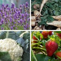 Lavender, parsnips, cauliflower and strawberries - Featured image for 