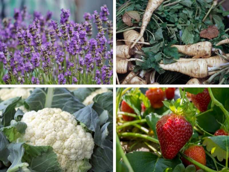 Lavender, parsnips, cauliflower and strawberries - Featured image for "What to plant with rosemary" post.