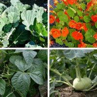 Collard greens, Strawberries, Bush beans and Kohlrabi - Featured image for 
