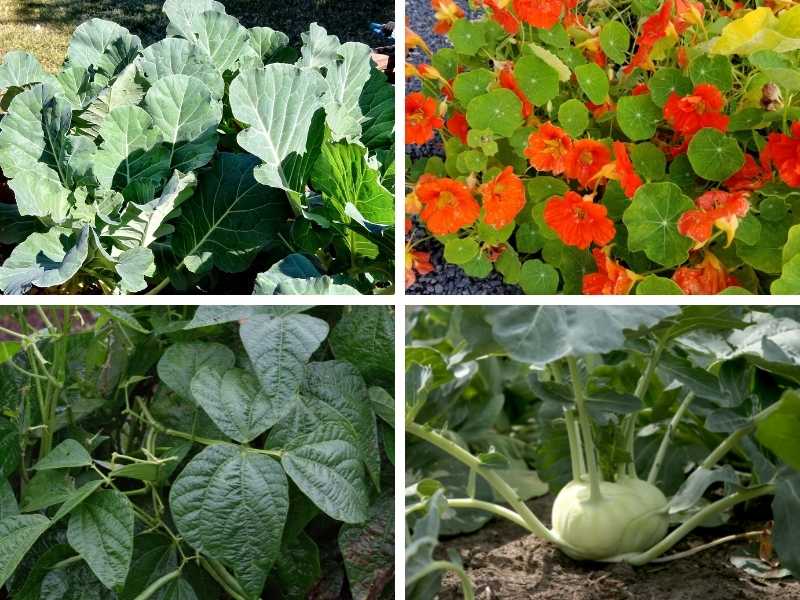 Collard greens, Strawberries, Bush beans and Kohlrabi - Featured image for "What to plant with sage" post.