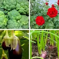 Broccoli, Roses, Eggplants and Shallots - Featured image for 